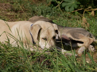 A small puppy is playing in a clearing on a sunny spring day. Homeless animals frolic on the street among the green grass.