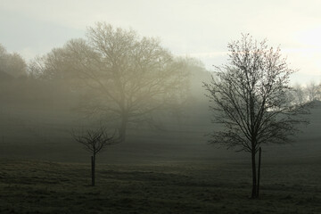 Obraz na płótnie Canvas Misty spring meadow with the trees at sunrise
