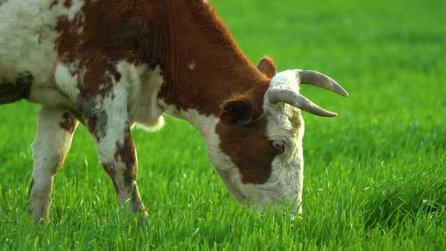 Cows in field, grazing on grass and pasture in Australia, on a farming ranch. Agricultural industry. Cattle eating hay and silage. breeds include speckled park, Murray grey, angus, Brangus, hereford