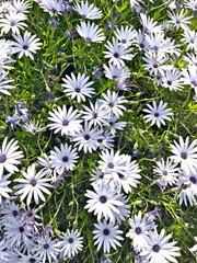 Daisies. Isolated. Uncultivated flowers in full bloom in a field at Springtime. Stock Image.