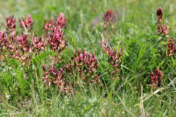 Pink Astragalus flowers in a meadow in spring