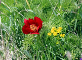 Obraz premium Red peony flowers (Paeonia tenuifolia) in a meadow in spring