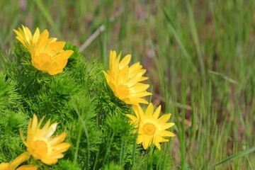 Yellow flowers of adonis (Adonis vernalis) in a meadow in spring - obrazy, fototapety, plakaty