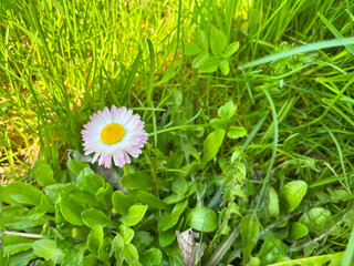 Daisy of the forest (Latin Bellis sylvestris) is a species of herbaceous plants of the genus Daisy (Bellis) of the Asteraceae family with copyspace © yarm_sasha