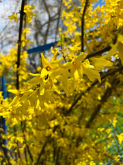 The shrub Forsythia viridissima or supensa bloomed in the spring