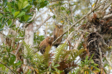 
Fish owls are one of the rare birds. It is large and likes to live in dense forests. It likes to build nests on parasites in dense forests. It will raise young until it grows up and then fly away int