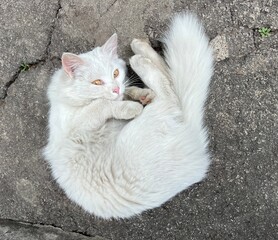 White cat lying down on the floor. Funny furry playful kitty.