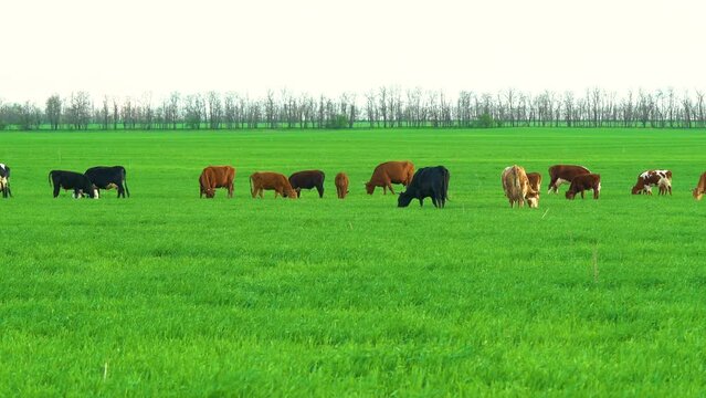 Cows in field, grazing on grass and pasture in Australia, on a farming ranch. Agricultural industry. Cattle eating hay and silage. breeds include speckled park, Murray grey, angus, Brangus, hereford