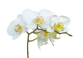 Fototapeta na wymiar White blooming orchid flower