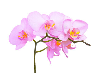 Fototapeta na wymiar Pink blooming orchid flower