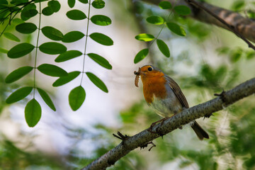 Robin perched on a branch with a nice bokeh