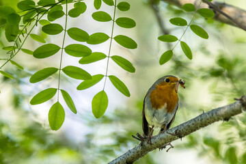 Robin perched on a branch with a nice bokeh