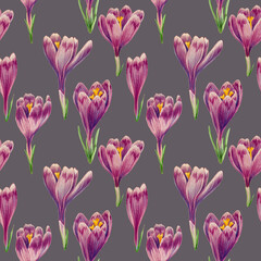 Seamless pattern of purple crocuses drawn with colored pencils on a Volcanic Glass background. For fabric, sketchbook, wallpaper, wrapping paper.