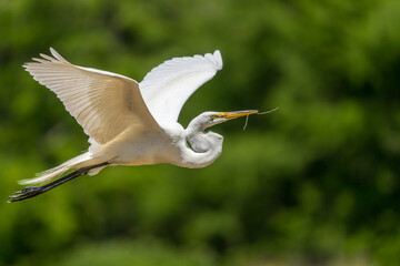 Great Egret in flight