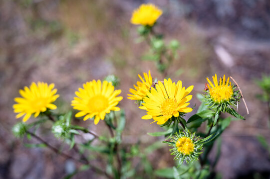 Yellow Gumweed Flower Closeup