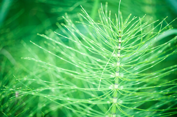 Green field horsetail plant closeup