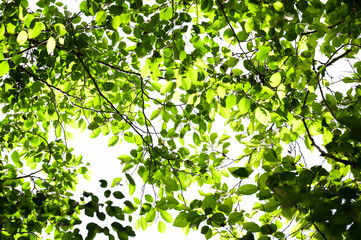 Fototapeta na wymiar Forest canopy with leaves illuminated by sun.