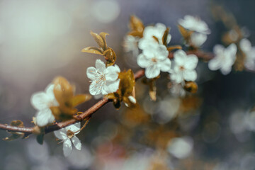 Wiosenne kwitnące drzewka
