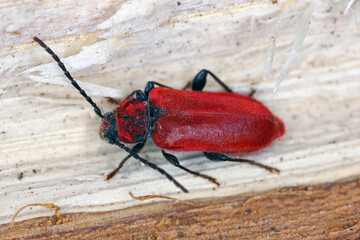 Longhorn beetle - Pyrrhidium sanguineum. This is an insect often found in homes, coming out of firewood.