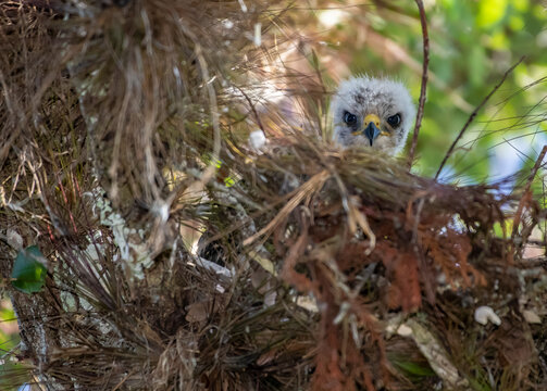 hawk  sitting on a tree