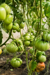 Tomato plants with green fresh organic tomatoes growing. Greenhouse and healthy food concept