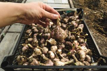 Harvested autumn harvest of
organic natural garlic in the ground, not peeled