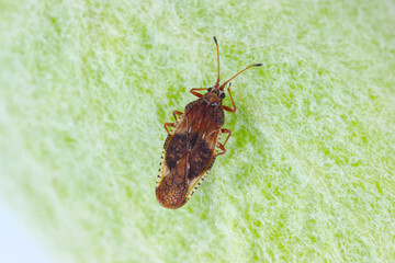 Physatocheila smreczynskii. An insect belonging to the true bugs a pest of apple trees in orchards and gardens.