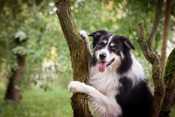 Border collie is sitting in the bush. Autumn photoshooting in park.
