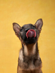 funny dog licking on on a yellow background. Playful wolfdog puppy. 