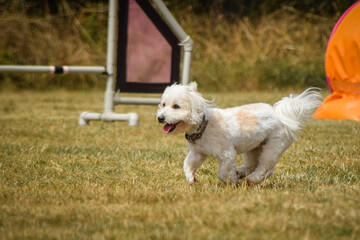 Dog is jumping over the hurdles.  Amazing day on czech agility privat training