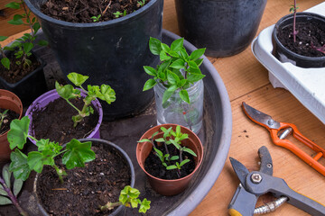 Macetas y utensilios de jardinería