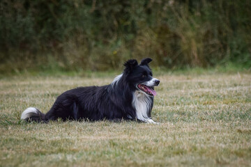Fototapeta premium Dog is lying on the field. Amazing day on czech agility privat training