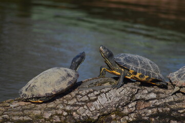Obraz premium due tartarughe su un ramo
