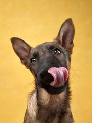 funny dog licking on on a yellow background. Playful wolfdog puppy. 