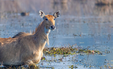 Bull Bull in eye contact