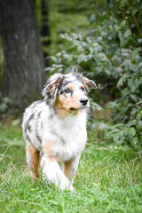 Puppy of australian shepherd is running in the nature. Summer nature in park.