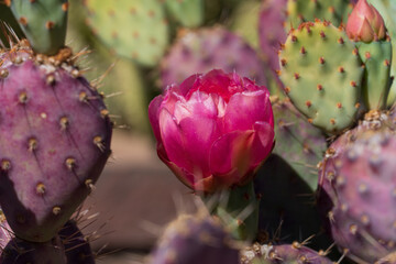 Prickly pear cactus blooming flowers in the spring southwest sonoran deserts of Phoenix, Arizona.