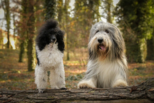 Bearded collie and poodle are sitting in the leaves. They are in nature. Autumn photo.