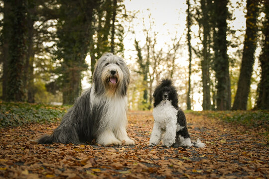 Bearded collie and poodle are sitting in the leaves. They are in nature. Autumn photo.