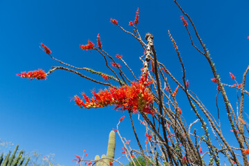 Ocotillo cactus in the springtime in the southwest sonoran deserts of Phoenix, Arizona.