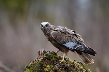 Marsh harrier in the forest