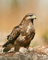 Common Buzzard portrait in the forest at daylight