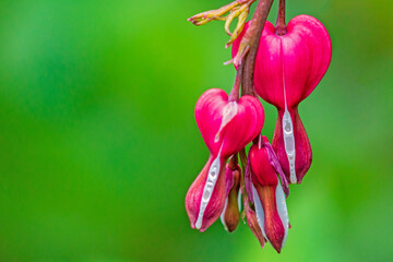 Tränendes Herz Blume Pflanze