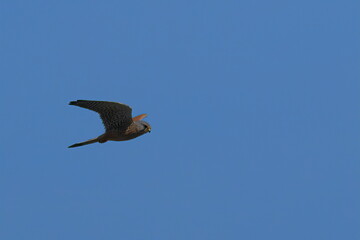 common kestrel in flight against blue sky