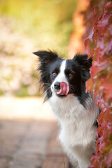 Border collie is sitting in autumn nature. She is so cute dog.