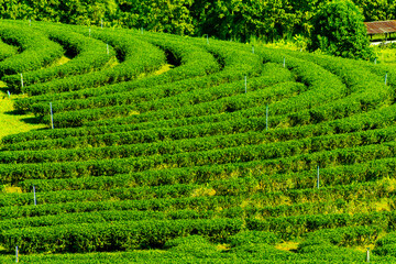 Aerial view of tea plantation. Tea plantation landscape.