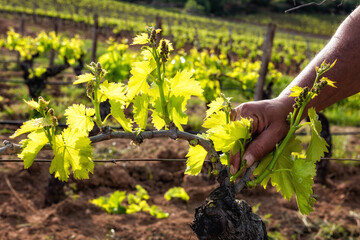 Green pruning of the vineyard. Farmer removes excess young sprouts from the branches of the vine....