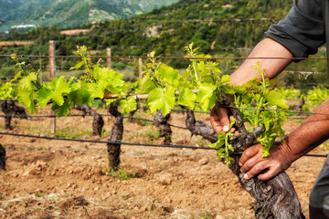 Green pruning of the vineyard. Farmer removes excess young sprouts from the branches of the vine....
