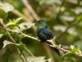 Crowned Woodnymph Hummingbird in Ecuador