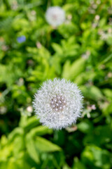 White dandelion flowers in green grass. Fluffy dandelions in the green meadow grass on a sunny morning. Dandelion in the grass. Spring mood. Selective focus.